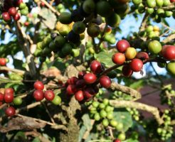 ブラジルのコーヒー豆