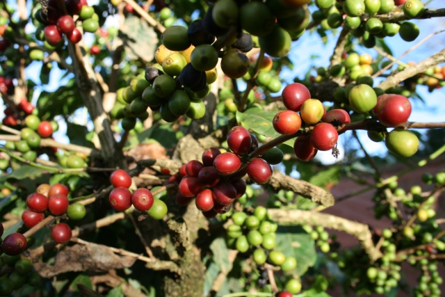 ブラジルのコーヒー豆