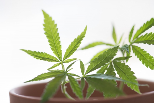 大麻栽培