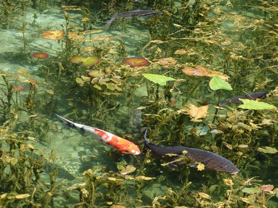 モネの池の場所と行き方。岐阜県関市板取にある絵画のような池の見頃とアクセス