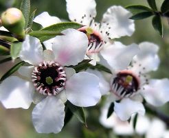 マヌカの花