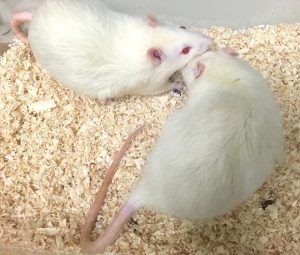 rat-300x255