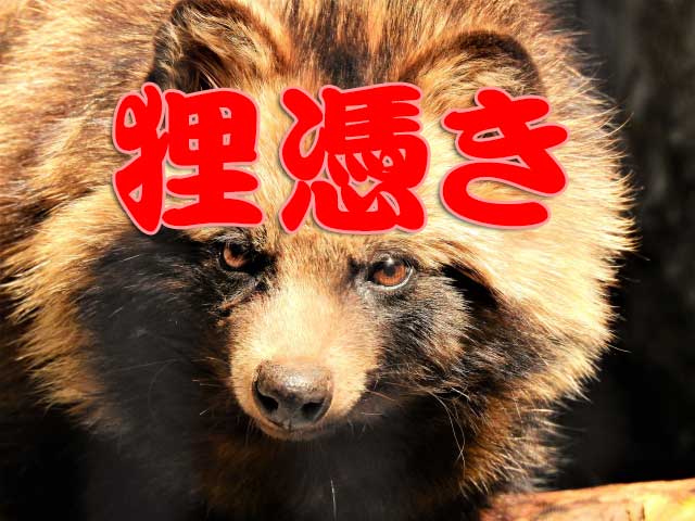 狸憑き|死者に憑く老狸の霊と殺人事件